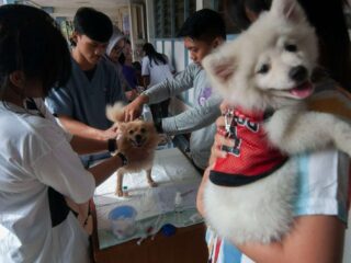 DKI Siagakan Dua Rumah Sakit Rujukan Penyakit Rabies