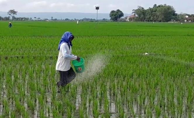 Polri Ungkap Ada Temuan Penyimpangan Penerima Pupuk Subsidi