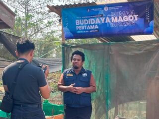 Rumah Maggot Pertama Hadir di Kurik, Dukung Budidaya Lele dengan Pakan Alternatif