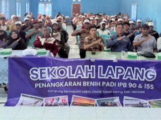 Ekspedisi Patriot IPB Perkuat Petani Merauke Jadi Penangkar Benih Padi Berkualitas